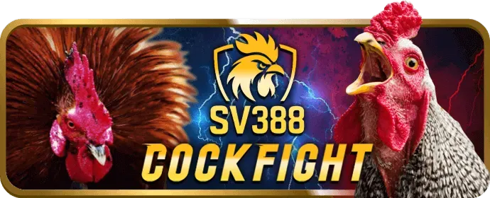 Đá gà tre, gà Mỹ tại Kingbet86